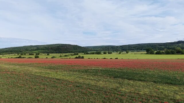 Karlovy Vary Region, Czech Republic - A field of red poppies