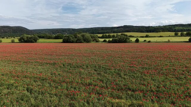 Karlovy Vary Region, Czech Republic - A field of red poppies