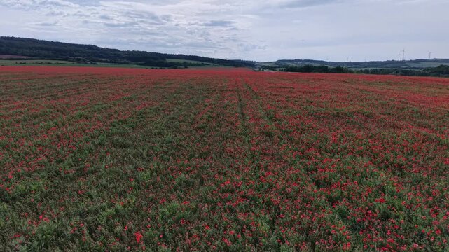 Karlovy Vary Region, Czech Republic - A field of red poppies