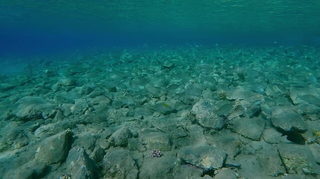 Lots of fish swims above rocky seabed in shallow water on bright sunny day merging with bottom relief in sun glare, Slow motion of many inconspicuous fishes blending into environment in sun rays