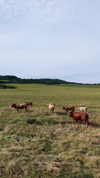 Karlovy Vary Region, Czech Republic - Cows grazing in a green meadow