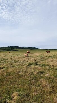 Karlovy Vary Region, Czech Republic - Cows grazing in a green meadow