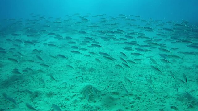 Huge shoal of mackerels swimming above sand seabed on sunny day, Slow motion of Striped mackerel or Indian mackerel, Rastrelliger kanagurta school swims over sandy bottom