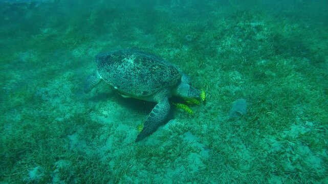 Approaching from above a Green Sea Turtle on a sandy-silty seabed eating green Eel grass accompanied by a group of Golden Trevally at daytime, Slow motion