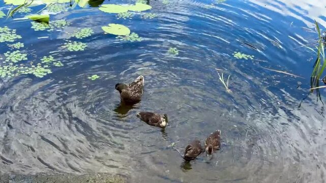 Female mallard duck and three ducklings swimming in a freshwater pond among lily pads
