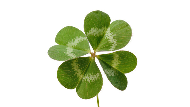 Isolated vibrant green four-leaf clover, natural symbol of good luck and fortune
