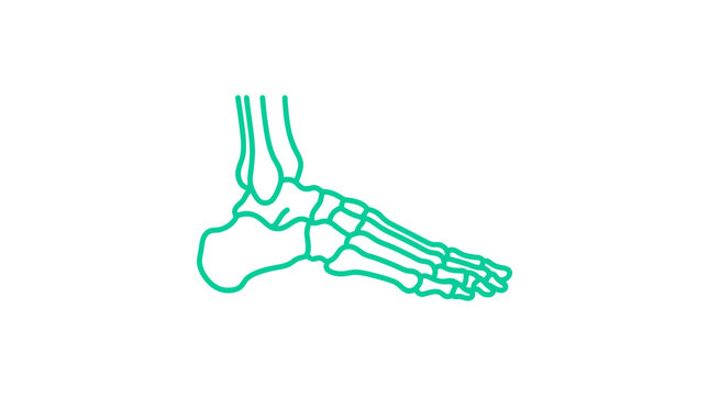 Human Foot Skeleton Anatomy Line Art