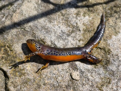 Dead Alpine Newt (Ichthyosaura alpestris) on a Stone, Amphibian Killed by a Grass Snake