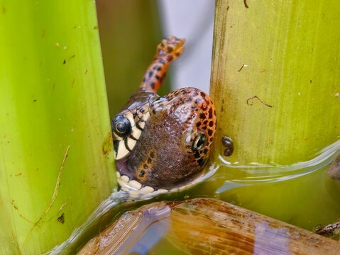 rass snake preying on an alpine newt in the water among reeds &ndash; dramatic wildlife macro photography