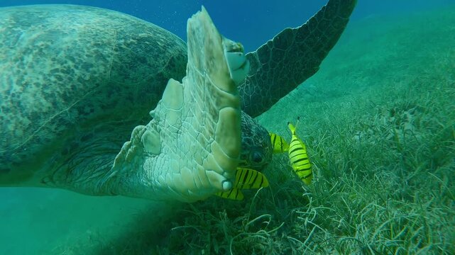 Portrait of Green Sea Turtle swims on sandy-silty sea bottom and eats green Round Leaf Sea Grass accompanied by group of Golden Trevally at daytime, Slow motion