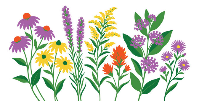 Colorful wildflower meadow vector illustration, native prairie flowers set with echinacea and goldenrod, botanical garden floral border for summer design