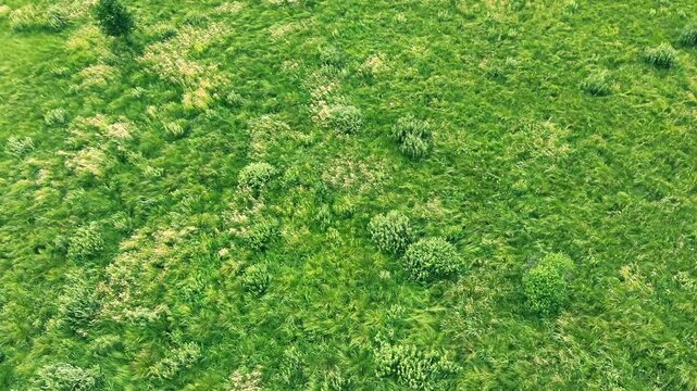 a natural ecosystem of wetlands or floodplain meadows.
