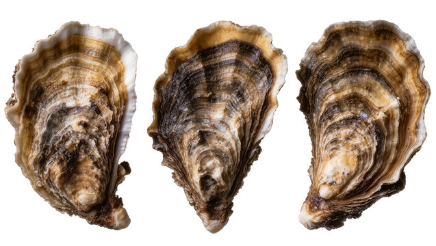 Isolated trio of beautiful oyster shells displaying intricate natural textures and rich organic patterns