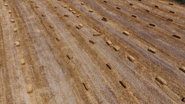 Aerial view of a harvested agricultural field with golden rectangular straw bales scattered in parallel lines under bright sunlight.