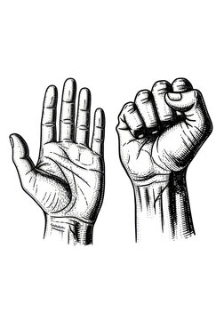 Detailed monochrome cross-hatching illustration of an open, vulnerable palm next to a protesting clenched fist, isolated on a white background. Concept of philosophical tension