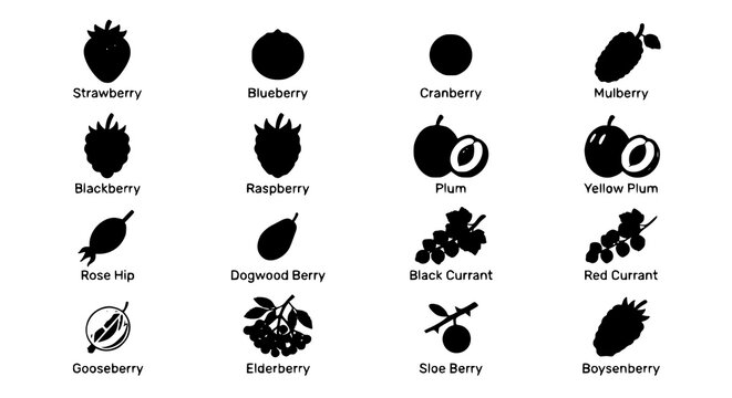 Botanical berries and plum vector icon pack featuring strawberry blueberry cranberry mulberry rose hip currant and edible fruit illustrations on white
