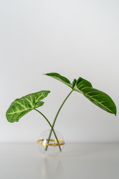 Fresh Syngonium podophyllum leaves arranged in a stylish glass vase, creating a balanced botanical composition with generous copy space. Contemporary indoor plant styling and natural interior design.