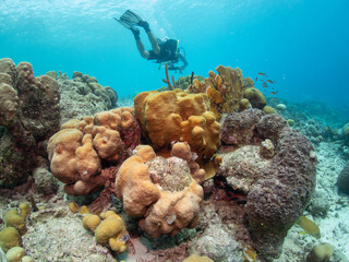 scuba diver exploring a healthy, shallow tropical coral reef ecosystem dominated by massive boulder star corals (Orbicella species) in the clear, turquoise waters of Bonaire. © Bernardo
