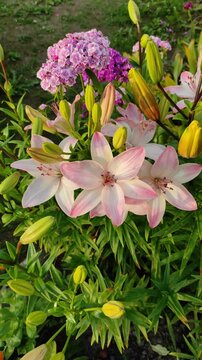 Lilies in the garden