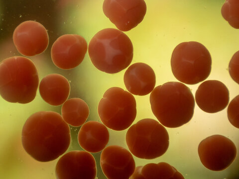 Ex situ Coral spawning: An extreme macro photograph focusing on individual coral gamete bundles (eggs and sperm packets) floating through the water column during a coral spawning event.