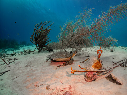 
Wide-angle underwater shot of an endangered Green Sea Turtle (Chelonia mydas) resting calmly on a white sandy bottom next to sea plumes in Bonaire.
