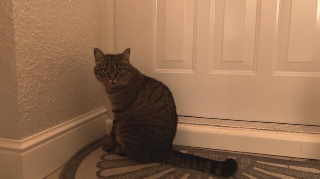 Domestic feline pet sitting on a rug by a white door and textured wall
