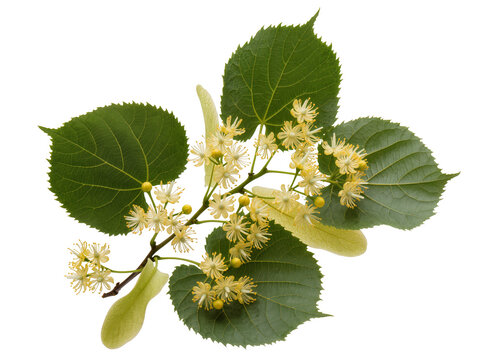 Isolated branch of flowering linden tree with vibrant green leaves and delicate yellow blossoms
