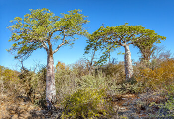 Madagascar baobabs (Adansonia cf. za) on the Trail to Malazamanga Cave, Tsimanampetsotsa National Park, Madagascar © Guy Bryant