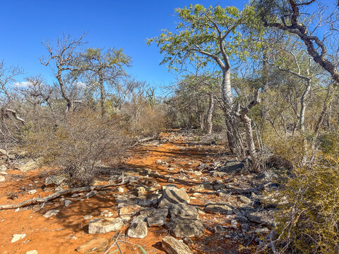 The Trail to Malazamanga Cave, Tsimanampetsotsa National Park, Madagascar