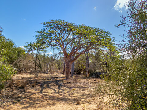 A Fony Baobab (Adansonia rubrostipa) on the trail to Malazamanga Cave, Tsimanampetsotsa National Park, Madagascar