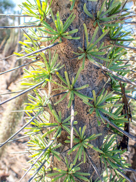Close-up of the Madagascar Octopus Tree (Didierea madagascariensis) in the spiny forest near Malazamanga Cave, Tsimanampetsotsa National Park, Madagascar