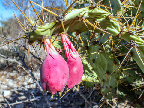 A Prickly Pear Cactus (Opuntia stricta) with flowers transitioning to fruit in Madagascar
