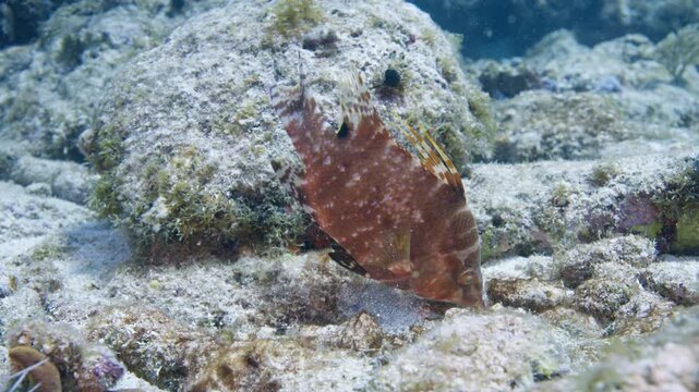 Hogfish foraging  on a rocky coral reef substrate in Key Largo Florida