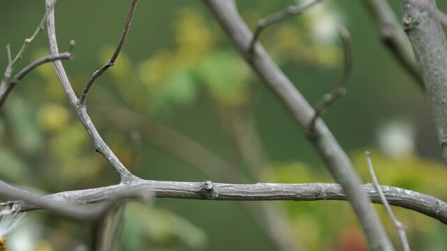close-up of an Apical Flycatcher (Myiarchus apicalis), an endemic bird of Colombia, perched in its natural habitat. This cinematic portrait reveals the species' distinctive plumage.