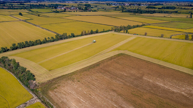 Aerial view of a combine harvester working in the golden rice fields of Zelata, Lombardy, Italy.