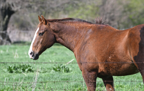 Brown Horse by the Fence