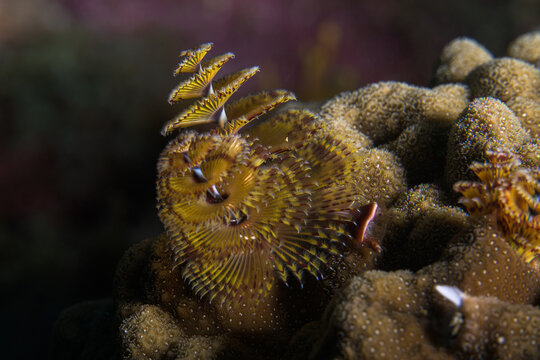 ￼Christmas tree worm crown extended from a stony coral head in the Florida Keys