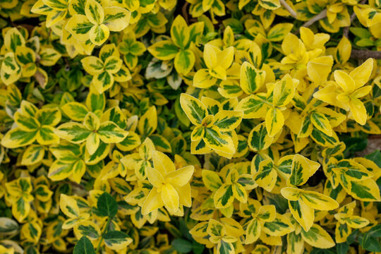 Golden euonymus variegated leaves close up background
