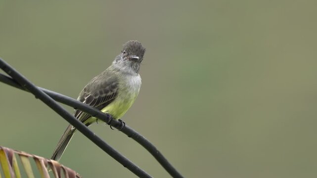 close-up of an Apical Flycatcher (Myiarchus apicalis), an endemic bird of Colombia, perched in its natural habitat. This cinematic portrait reveals the species' distinctive plumage.
