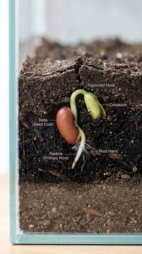 Seed Germination Underground Cross-Section Radicle Root Science Education Biology
