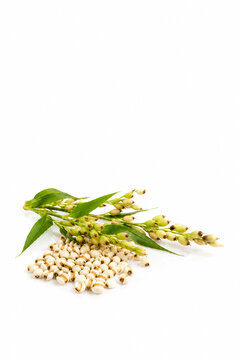 pearl barley