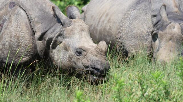 Greater One Horned Indian Rhino eating grass in slow motion.