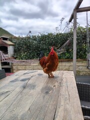 cock and hen © Gülay Güven
