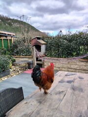 rooster on the farm © Gülay Güven