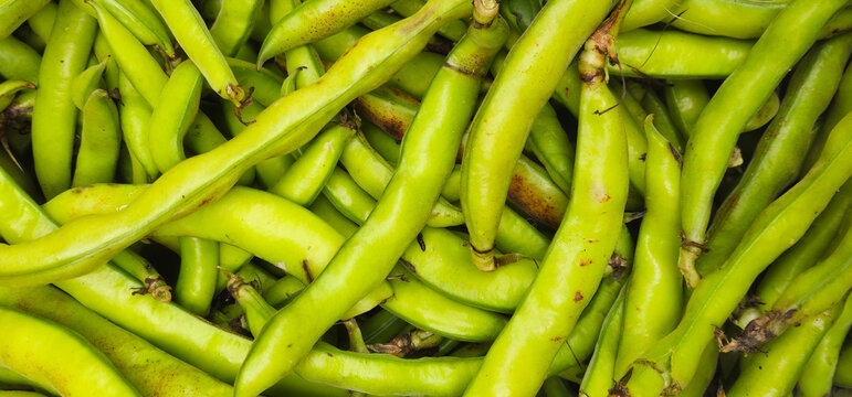 Close up of fresh broad beans piled together in a market display, showing green pods with natural imperfections, texture and abundant seasonal produce.