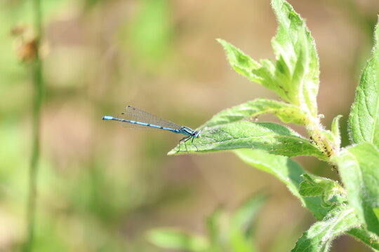 dragonfly on a green leaf