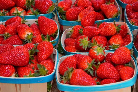 Green baskets of juicy sweet red strawberries at a French farmers market