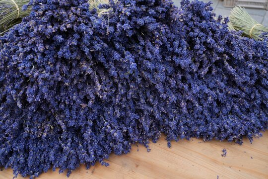 Bunches of fragrant dried lavender flowers in Provence