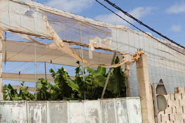 Fototapeta premium Torn Greenhouse Netting and Damaged Plastic Sheeting on an Banana Plantation in Galdar, Gran Canaria 