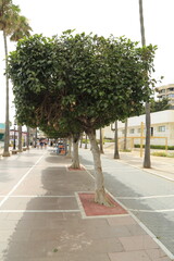 Drzewa na Promenadzie w Marbella © marcin